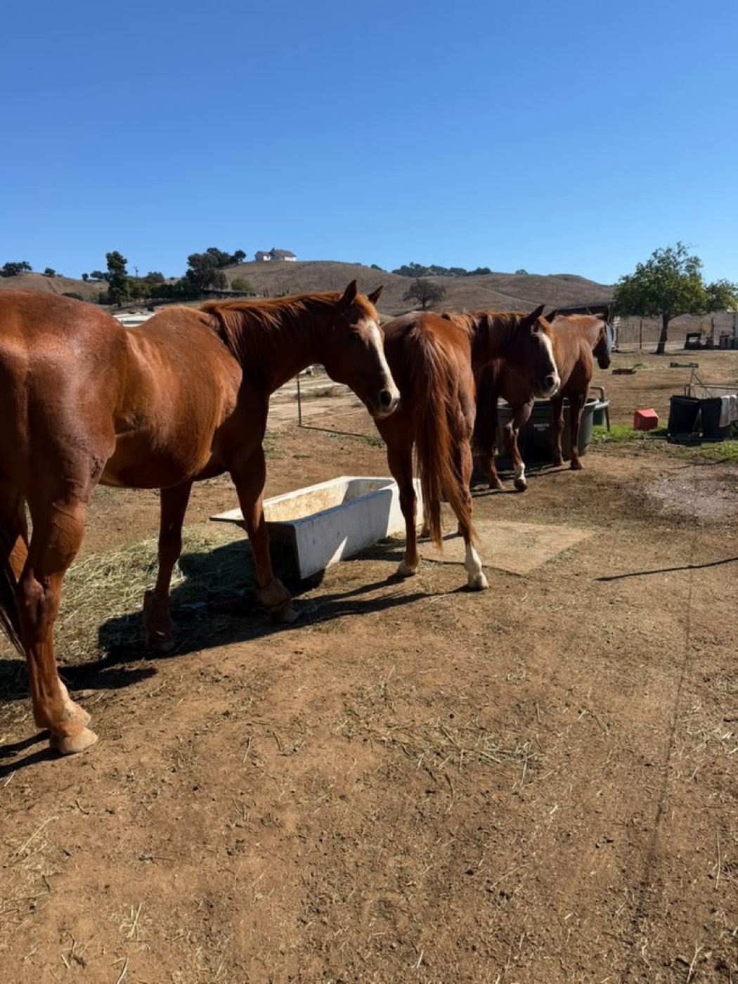 Three chestnut horses standing by a water trough in a dry paddock under a clear sky