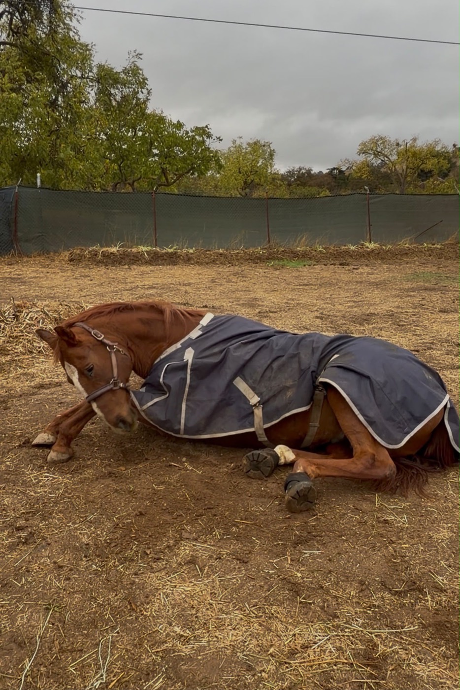 A chestnut horse in a navy blanket and hoof boots resting on the ground